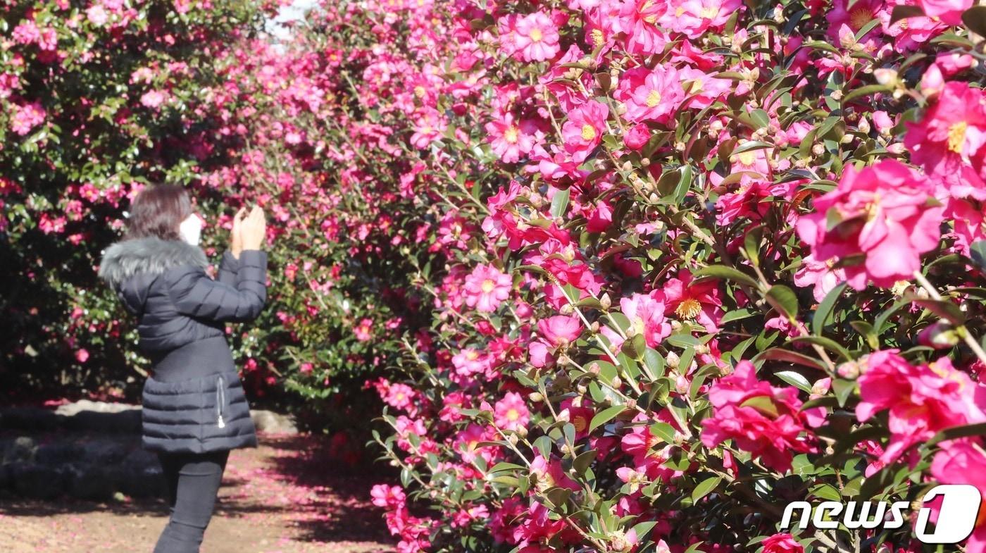 제주 동백꽃&#40;자료사진&#41;/뉴스1
