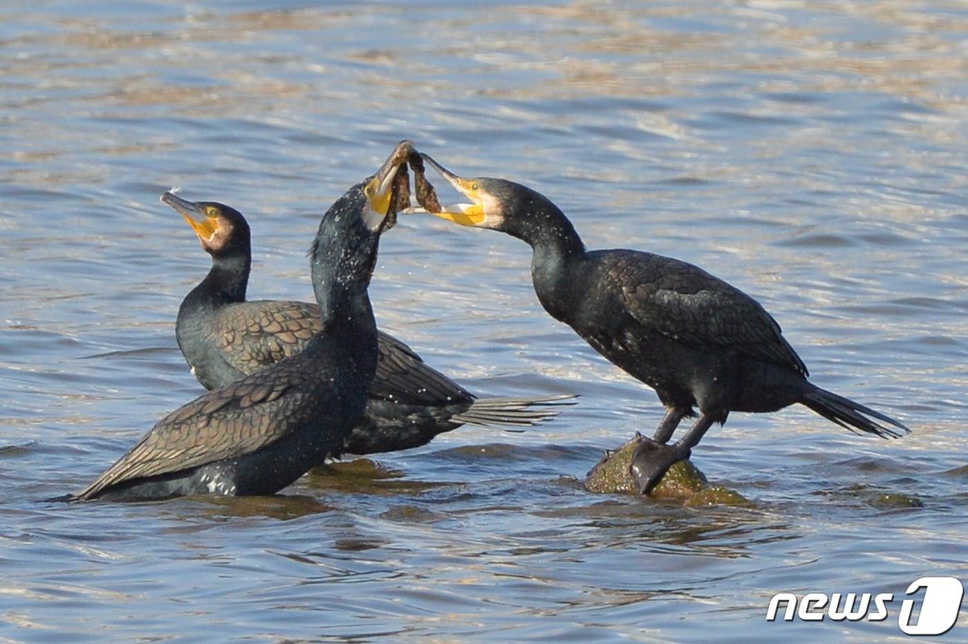 본문 이미지 - 경북 포항시 남구 형산강에서 관측된 민물가마우지. 2021.12.6/뉴스1 ⓒ News1 최창호 기자