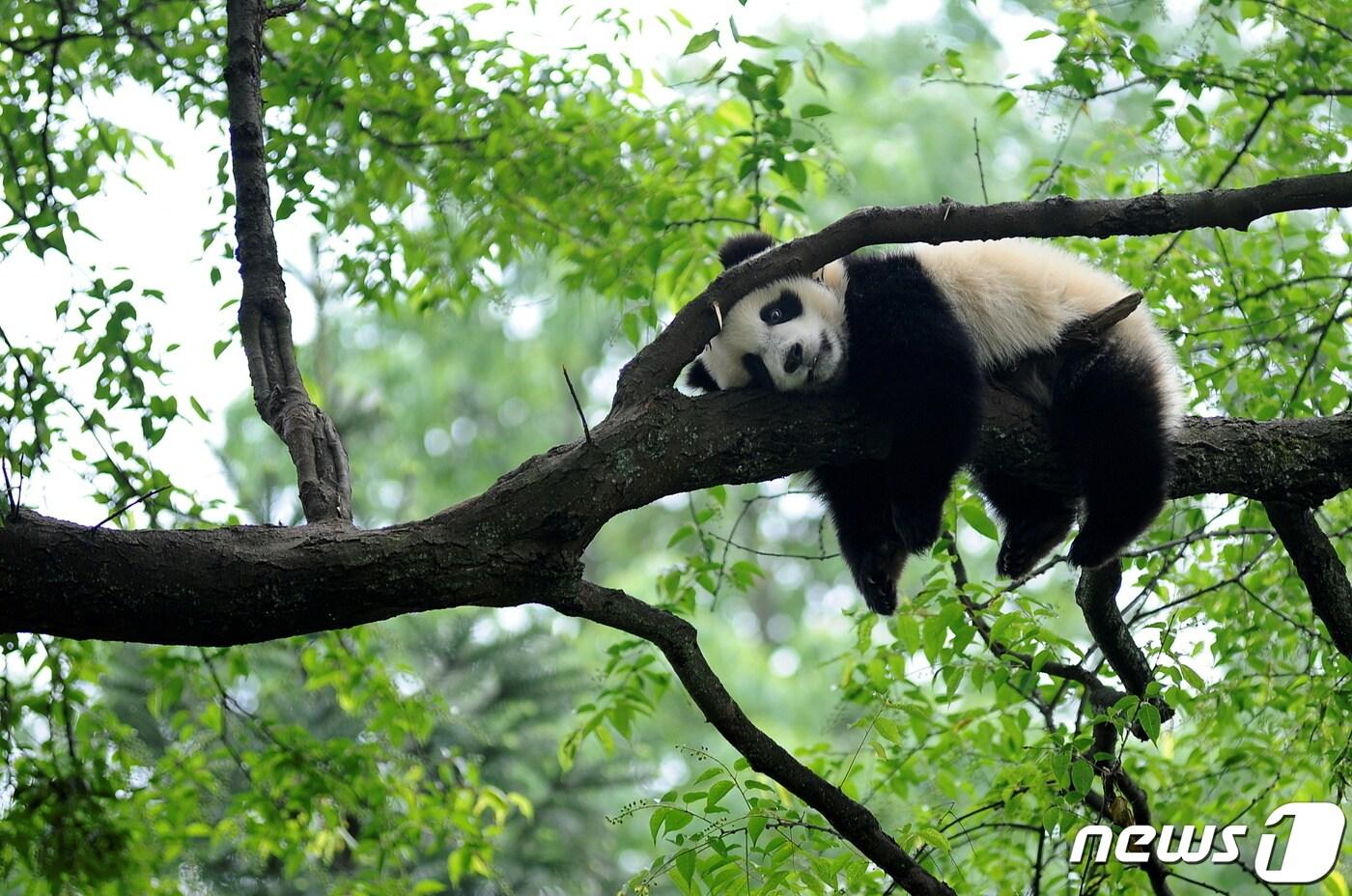 본문 이미지 - 10월11일(현지시간) 중국 쓰촨성 비펑샤풍경구 대왕판다 보호구역에서 휴식을 취하고 있는 대왕판다. ⓒ 로이터=뉴스1 ⓒ News1 김민수 기자