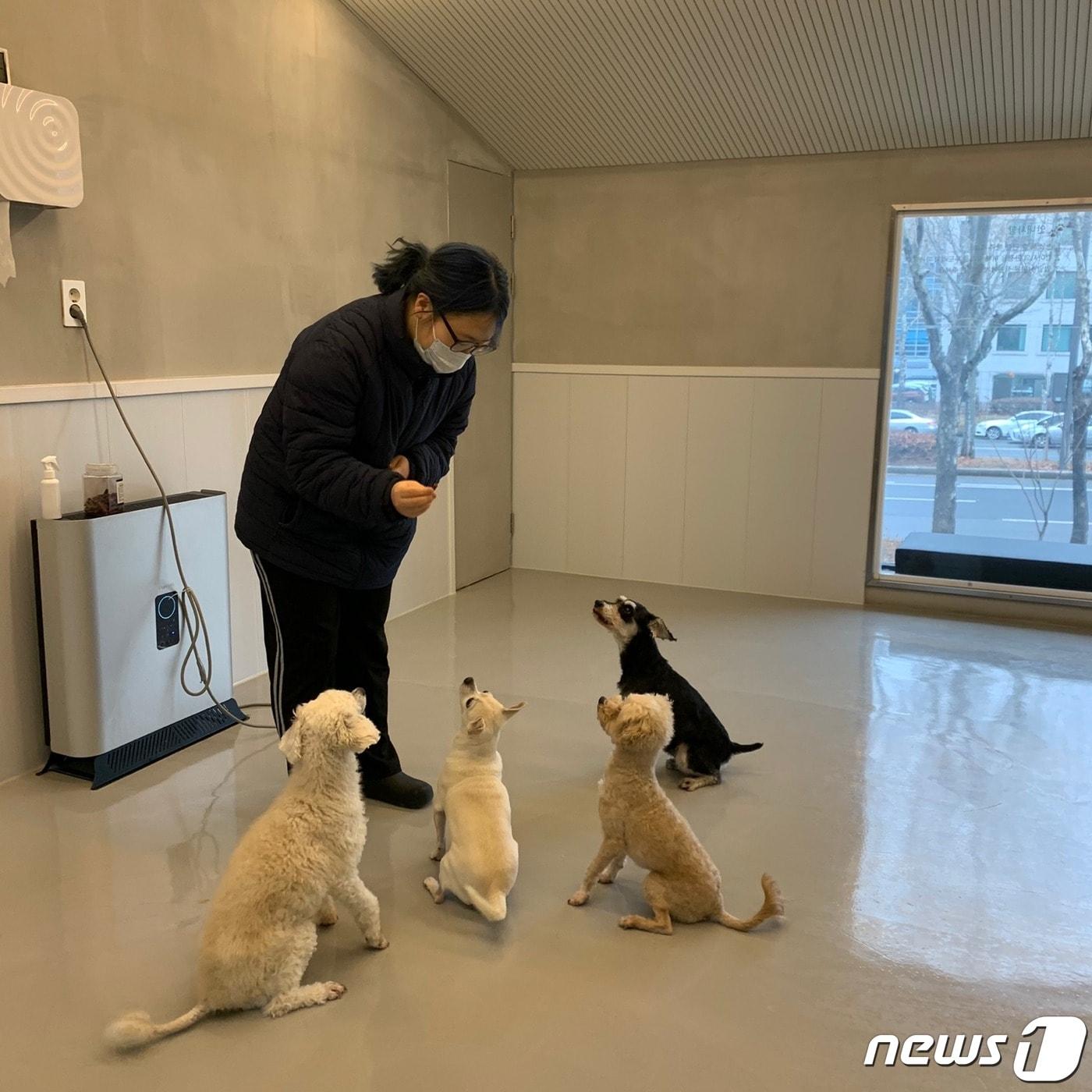 본문 이미지 - 반려견 돌봄 쉼터에서 반려견과 펫시터가 시간을 보내고 있다(서초구 제공). ⓒ 뉴스1