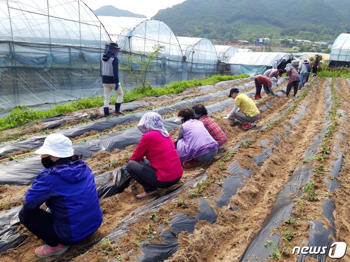 본문 이미지 - 전북 고창군이 코로나19 장기화에 따른 농업인력난 문제를 해소하기 위해 농번기 농촌인력지원상황실을 운영한다. .(뉴스1/DB)1