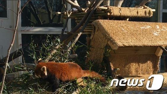 본문 이미지 - 에버랜드에서 살고 있는 레서 판다 사진 ⓒ 뉴스1