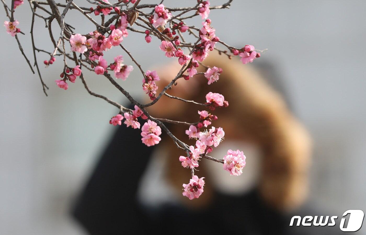 본문 이미지 - 눈이 녹아서 비가 된다는 ‘우수(雨水)’를 앞둔 15일 경남 함양군 함양읍 한 주택가에서 강한 찬바람을 이기며 꽃망울을 터뜨린 홍매화가 활짝 피어 고개를 내밀고 있다. (함양군 김용만 제공) 2021.2.15/뉴스1