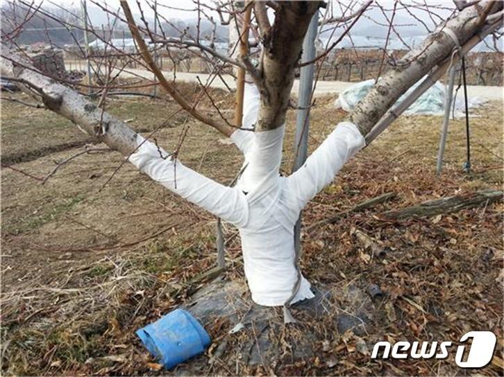 본문 이미지 - 동해 예방 조치한 복숭아 나무.ⓒ 뉴스1