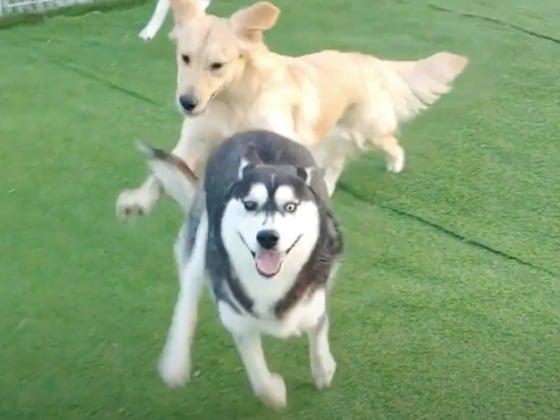 본문 이미지 - 유튜버 강학두가 파양했다는 반려견 용자와 용돌이. 사진 유튜브 갈무리  ⓒ 뉴스1
