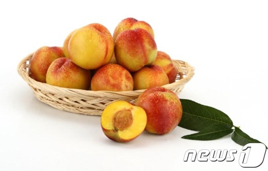 본문 이미지 - 경북농업기술원이 보급하는 달고 털없는 천도 복숭아 옐로드림. ⓒ News1 김대벽 기자