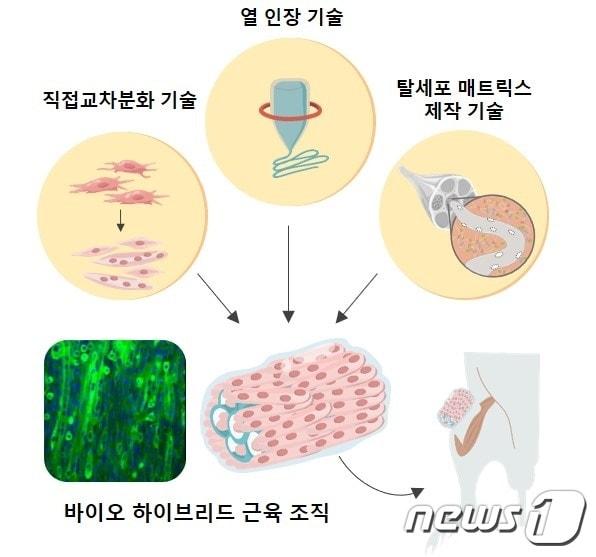 본문 이미지 - 연구진이 개발한 인공 근육 조직 개발 및 생체 적용 모식도(제공:IBS)ⓒ 뉴스1