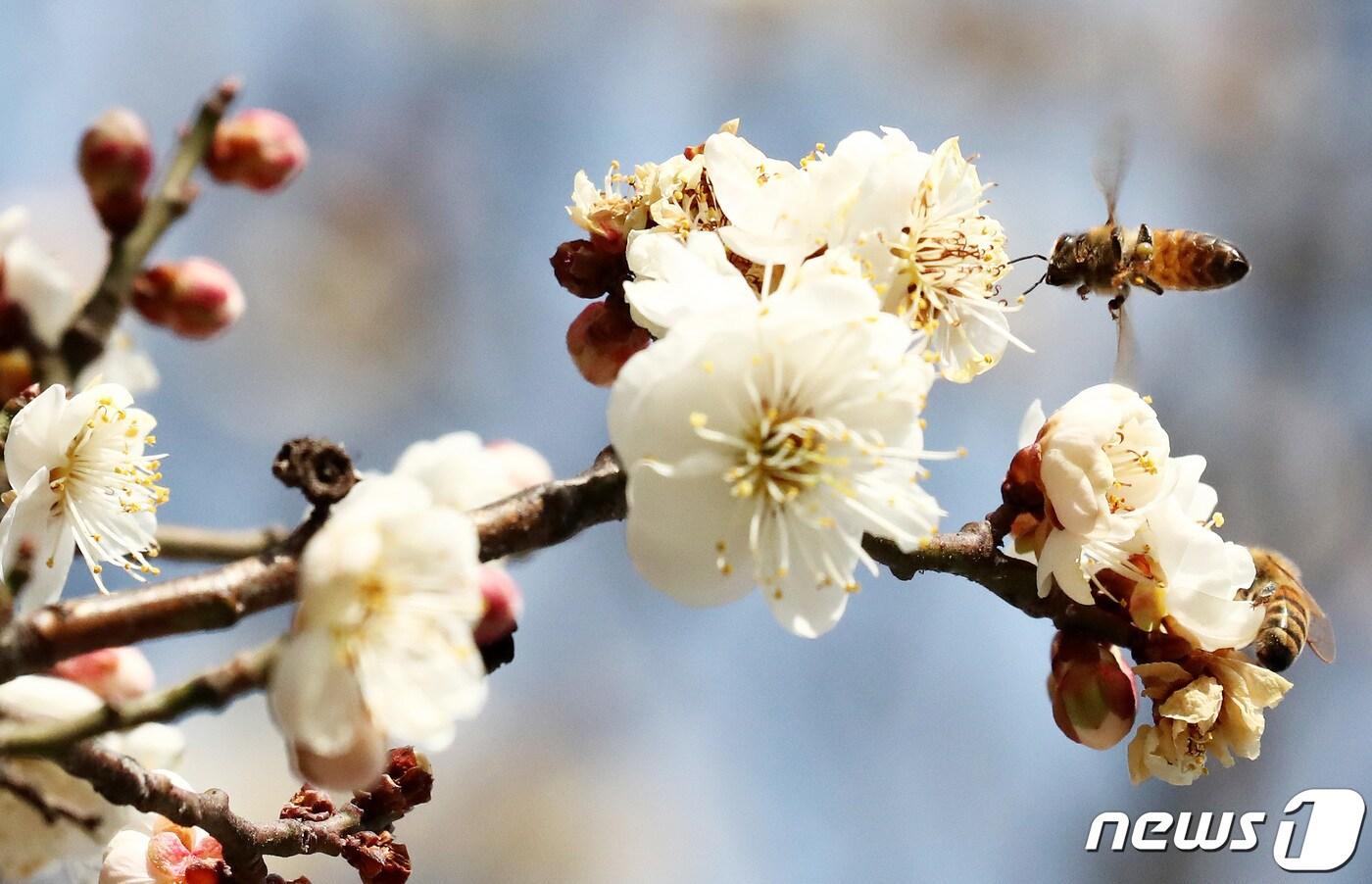 본문 이미지 - 완연한 봄 날씨 속 꿀벌이 활짝 핀 매화에서 꽃가루를 채취하고 있다. 2021.2.22/뉴스1 ⓒ News1 김기태 기자