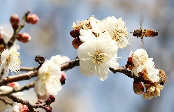 본문 이미지 -  꿀벌이 활짝 핀 매화에서 꽃가루를 채취하고 있다. ⓒ News1 김기태 기자
