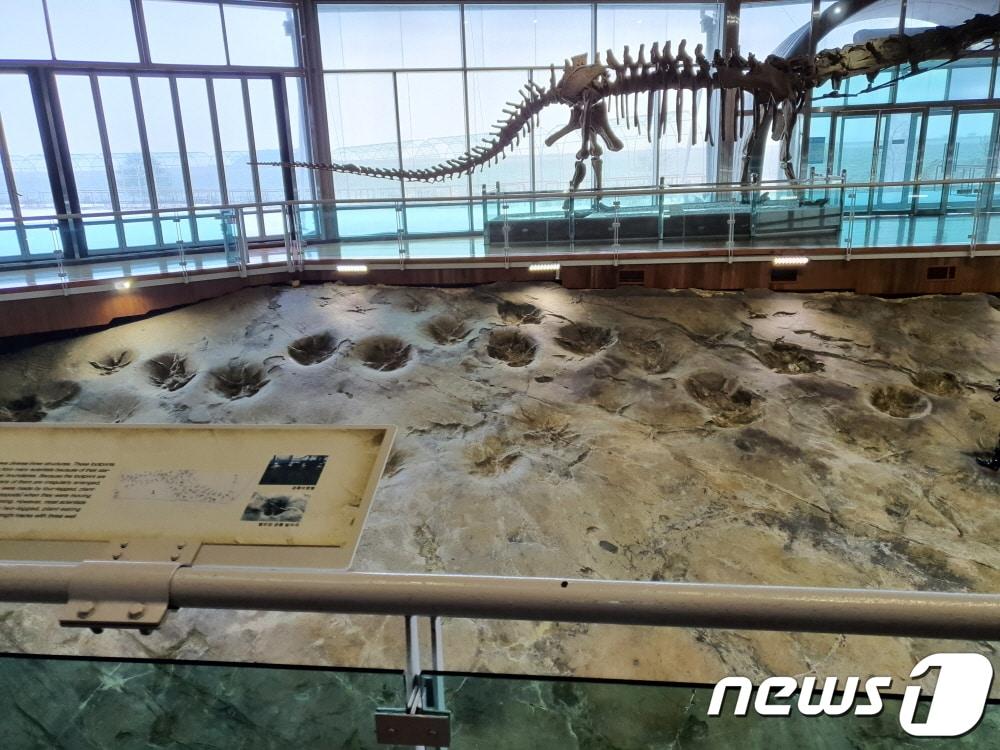 본문 이미지 - 해남공룡박물관의 대형 초식공룡 발자국 화석 ⓒ News1