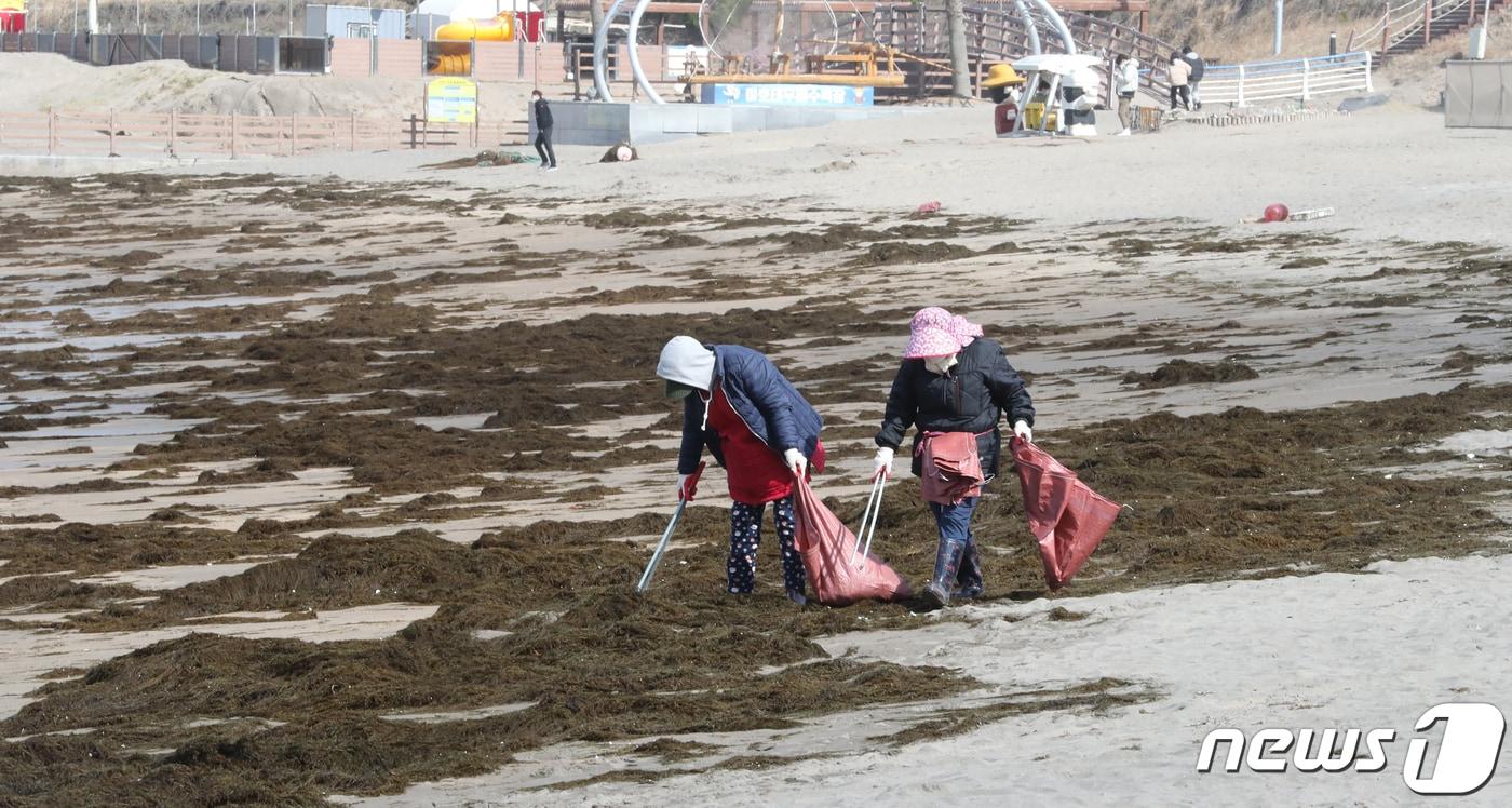 본문 이미지 - 제주 해안가 뒤덮은 괭생이모자반(자료사진)ⓒ News1 