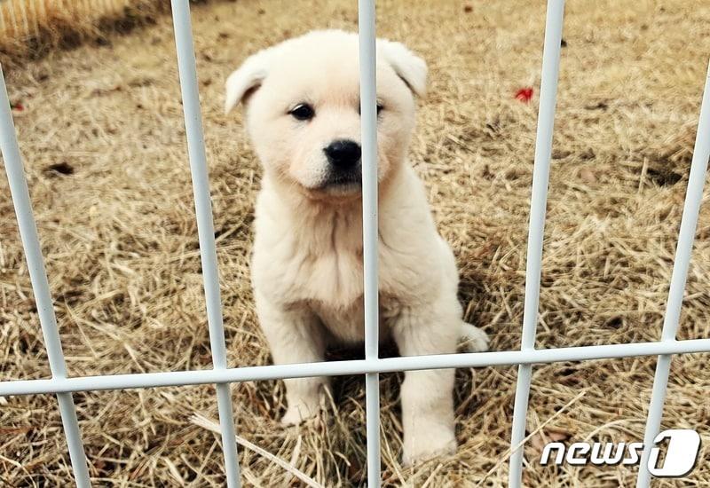 본문 이미지 - 전남 진도군 진도개테마파크에서 살고 있는 강아지 ⓒ 뉴스1 최서윤 기자