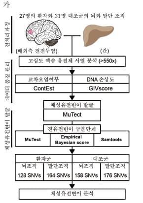 본문 이미지 - 연구에서 사용된 뇌 특이 체성 유전변이 분석 파이프라인(KAIST 제공) ⓒ뉴스1