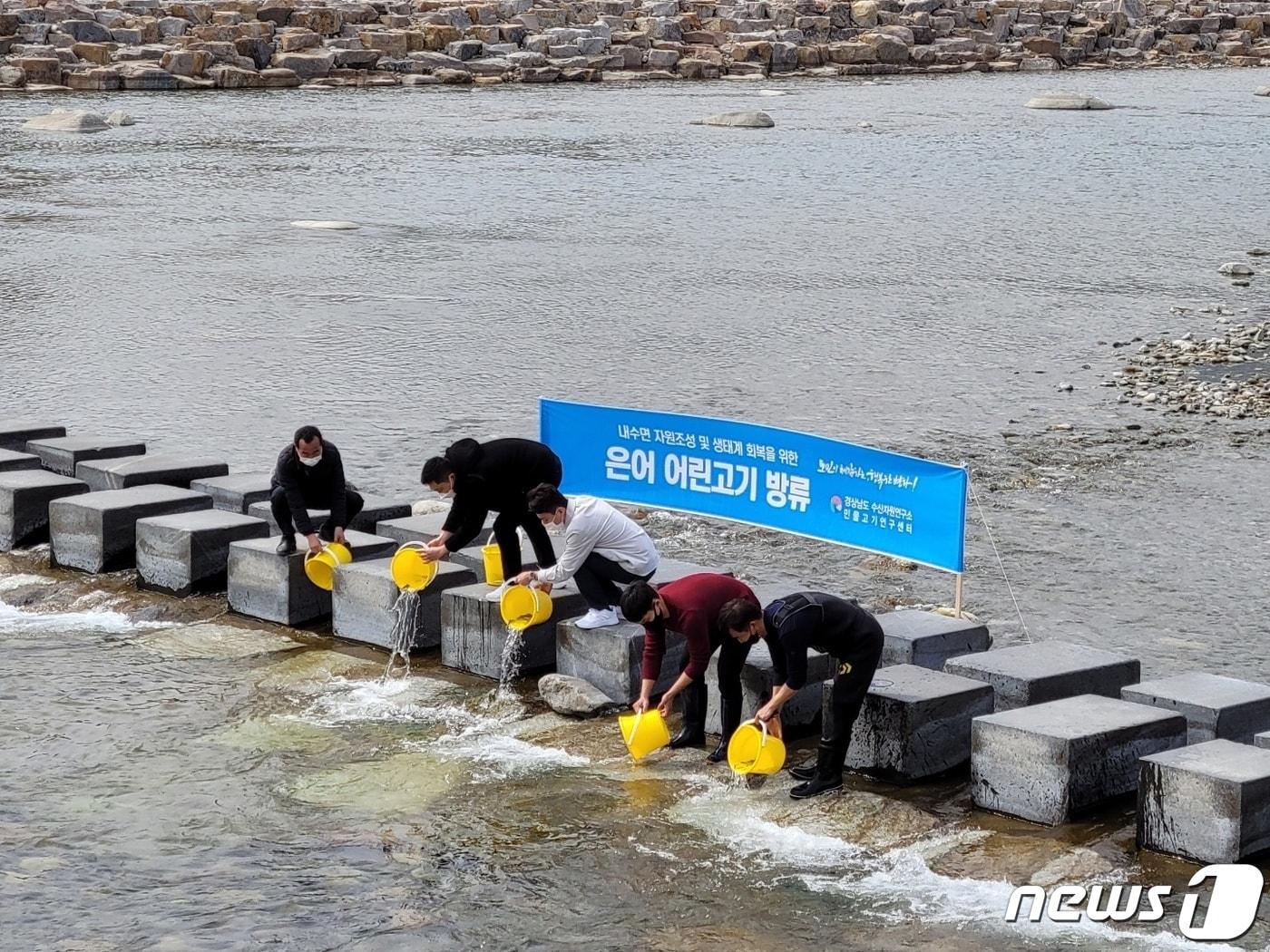 본문 이미지 - 산청군은 11일 경호강과 덕천강 일원에 은어치어 10만미를 방류했다.(산청군 제공) ⓒ 뉴스1