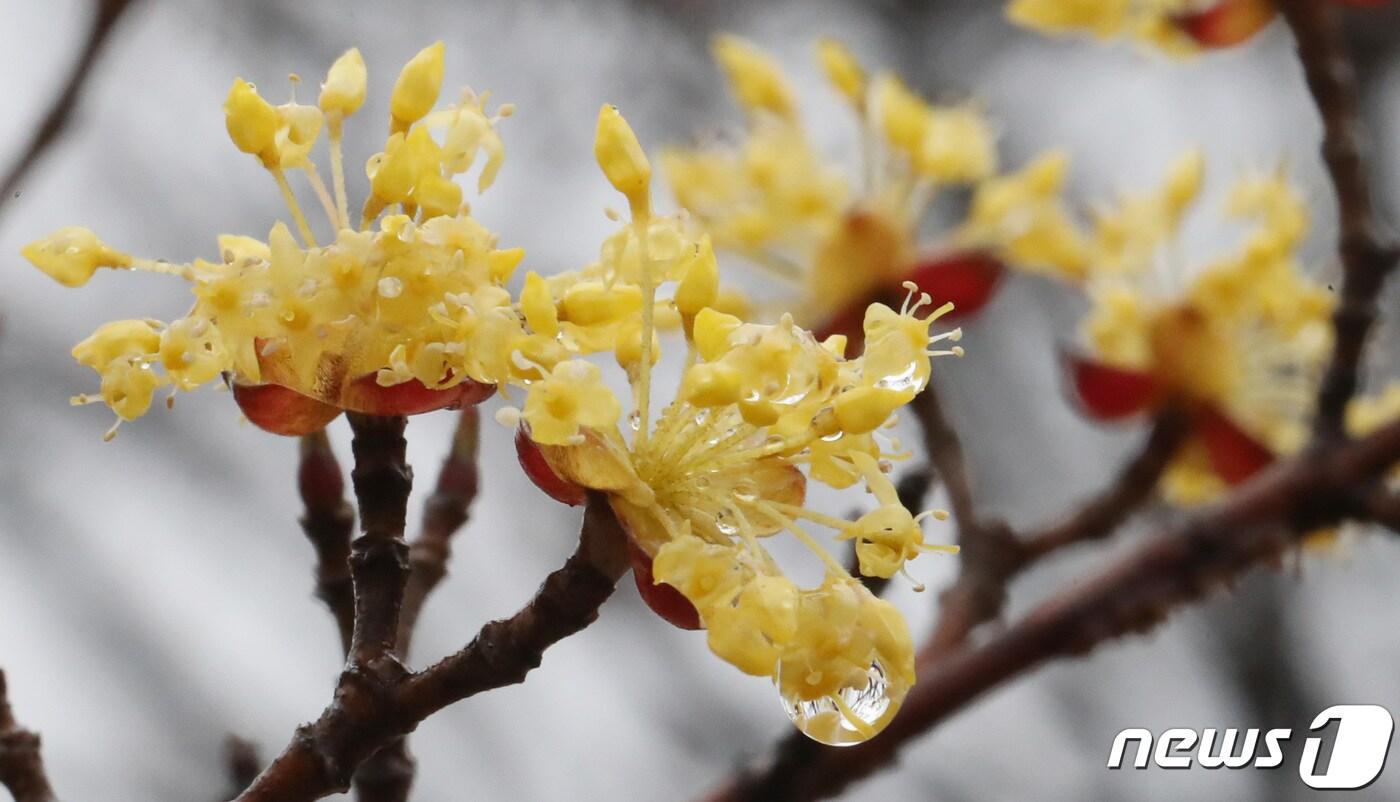 본문 이미지 - 대전 서구 도로변에 핀 산수유에 빗물이 맺혀 있다. (기사와 관계없음) /뉴스1 ⓒ News1 김기태 기자