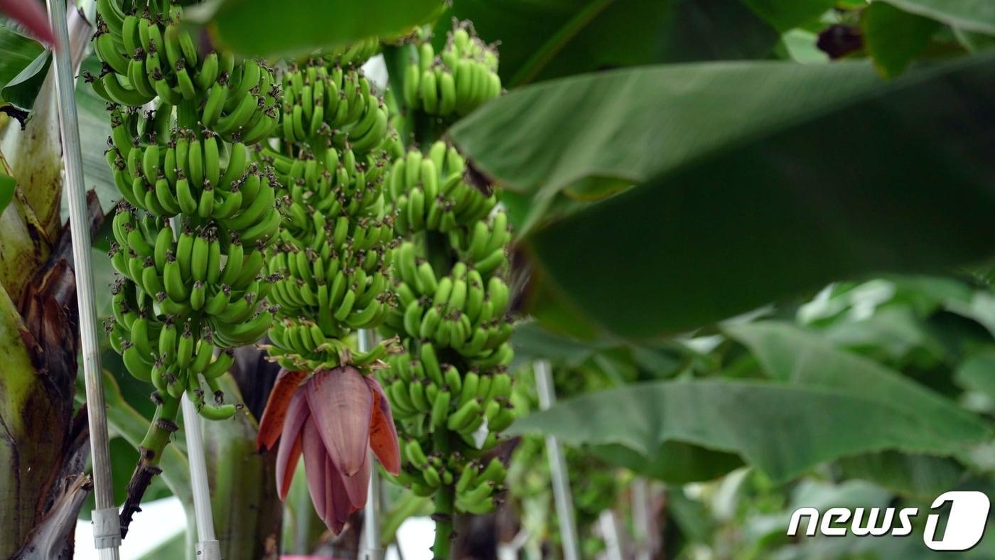 본문 이미지 - 제주시 구좌읍 김녕 농가에 열린 바나나(제이디테크 제공)ⓒ 뉴스1