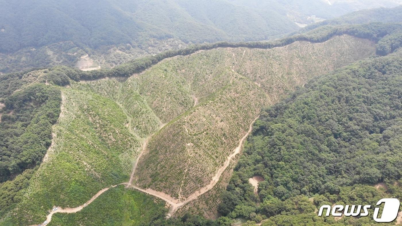 조림지 (자료사진) ⓒ뉴스1
