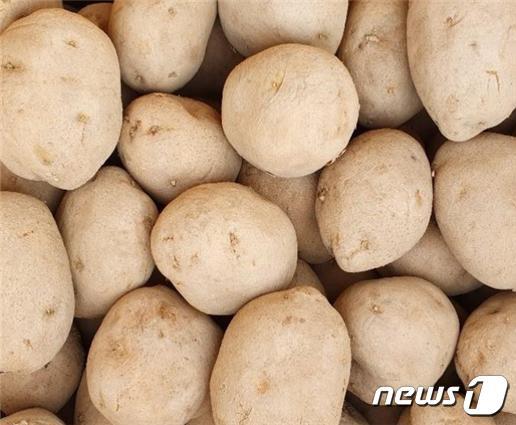 본문 이미지 - 강원도 고랭지 감자. (강원도감자종자진흥원) ⓒ 뉴스1