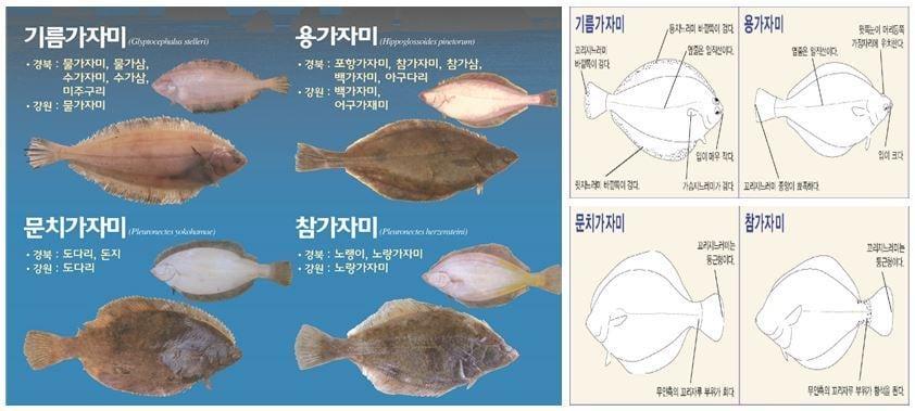 본문 이미지 - 가자미 4종(해양수산부 제공)ⓒ 뉴스1