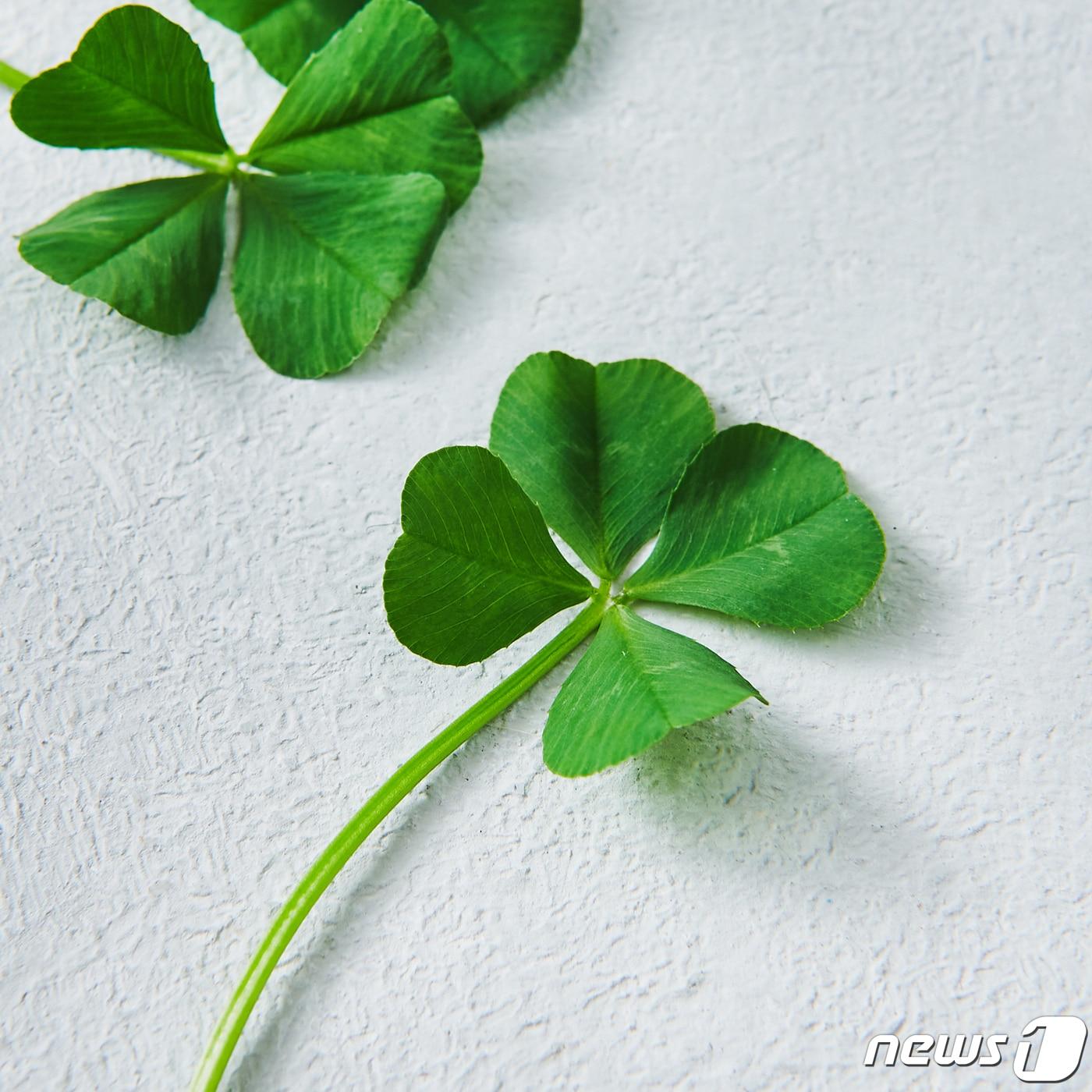 본문 이미지 - 롯데마트에서 파는 '식용 네잎클로버'