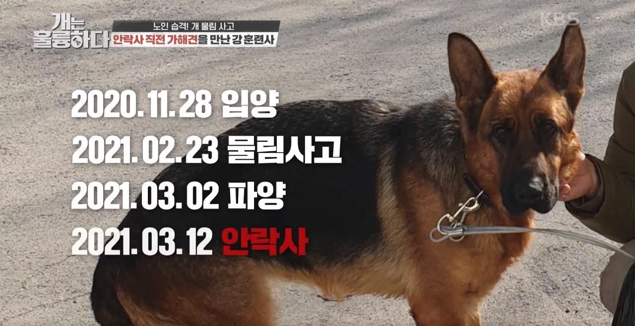 본문 이미지 - 사진 '개는 훌륭하다' 방송 갈무리 ⓒ 뉴스1