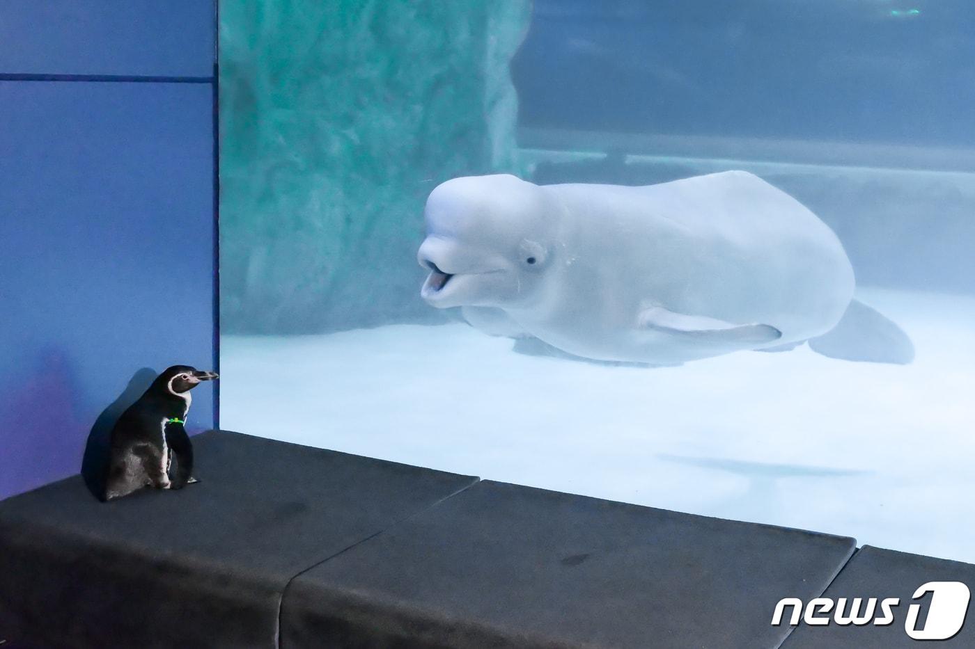 본문 이미지 - 24일 서울 송파구 롯데월드 아쿠아리움에서 펭귄이 사회화 훈련 중 생애 처음으로 벨루가를 만나고 있다. (롯데월드 아쿠아리움 제공) 2021.3.24/뉴스1
