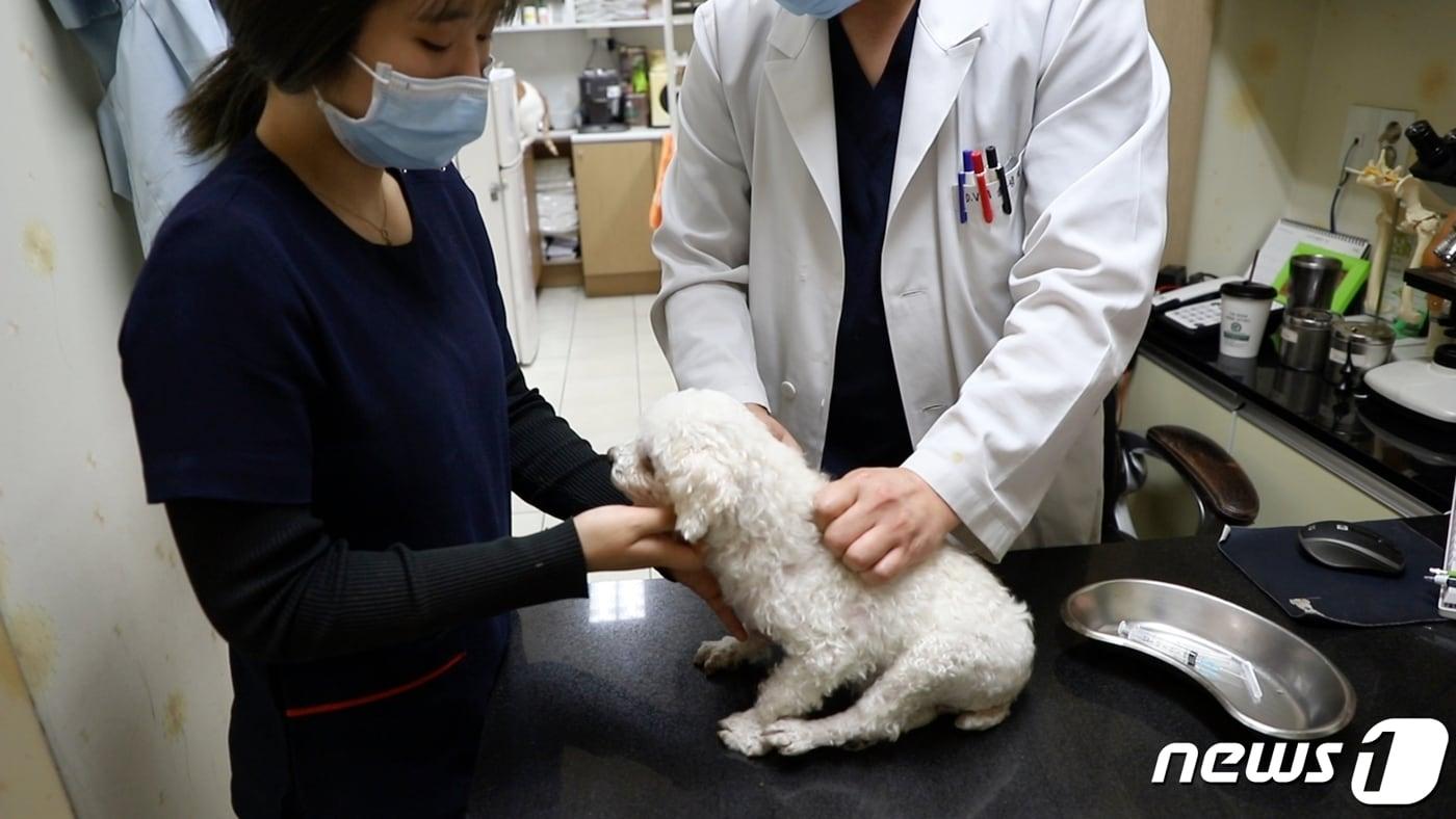 서울 강북구의 한 동물병원에서 수의사가 반려견에게 광견병 예방접종을 하고 있다(강북구 제공).ⓒ 뉴스1