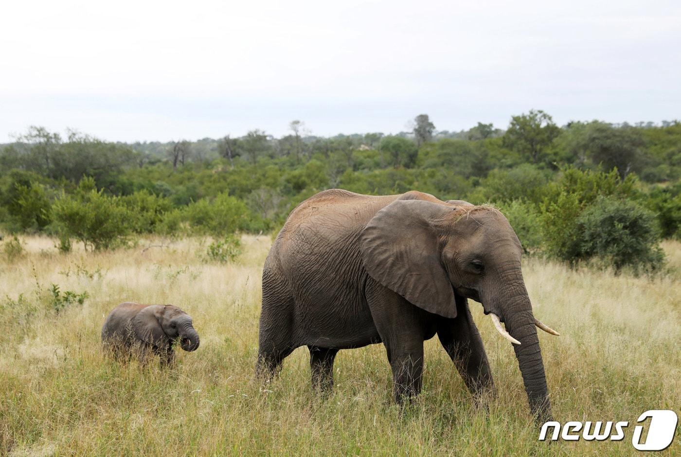 아프리카 야생 코끼리 ⓒ 로이터=뉴스1 ⓒ News1 원태성 기자