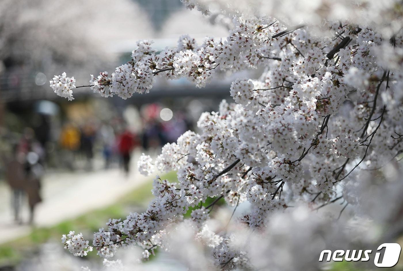 포근한 봄날씨를 보인 지난해 3월 28일 울산 남구 무거천 일대에 벚꽃이 활짝 펴 있는 모습. 2021.3.28/뉴스1 ⓒ News1 윤일지 기자