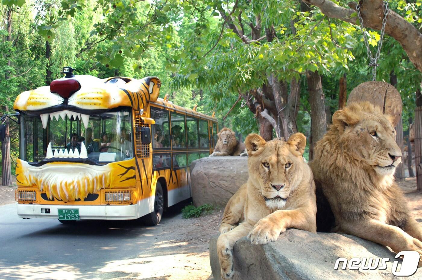 에버랜드가 개장 45주년을 맞아 더 가깝고 와일드한 맹수 관찰이 가능한 새로운 모습의 사파리월드를 선보인다. 사진은 현재 에버랜드 사파리월드 내 운행중인 사파리 버스. (에버랜드 제공) 2021.3.29/뉴스1