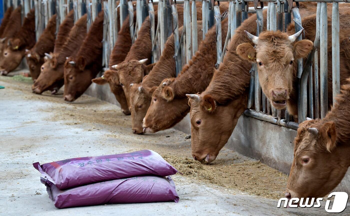 전북 장수군이 4월부터 축산농가에 대한 일제점검을 실시한다.(장수군제공)2021.3.29/뉴스1