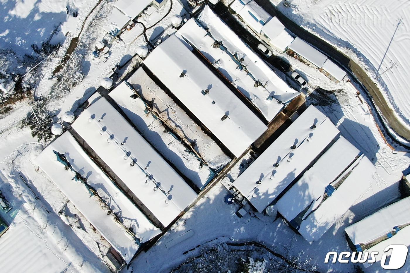 본문 이미지 - 폭설로 인해 축사 지붕이 무너져 있다. 2021.3.3/뉴스1 ⓒ News1 민경석 기자