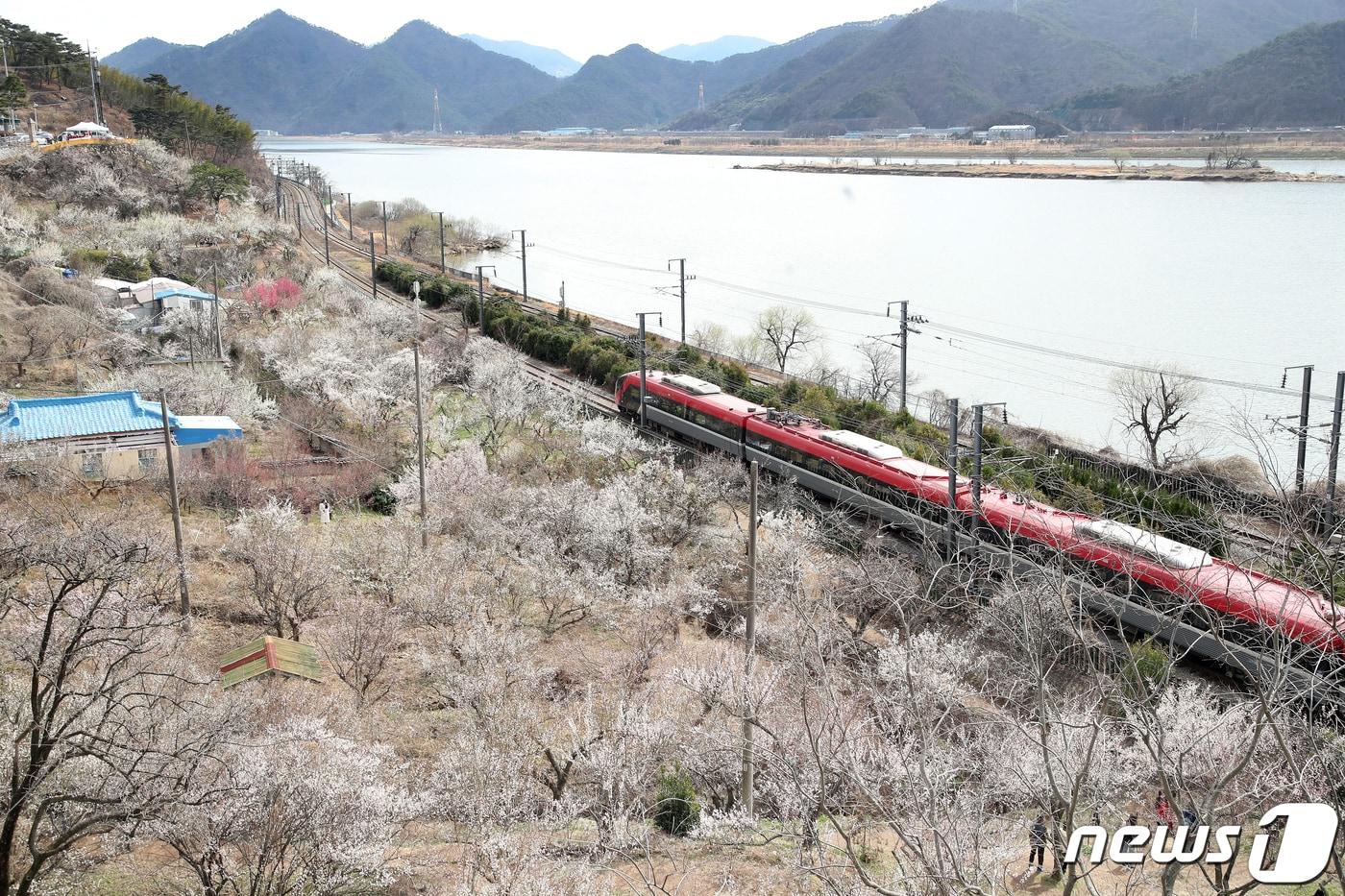 경남 양산시 원동면 순매원에 매화가 활짝 펴 나들이객들의 시선을 사로잡고 있다.2021.3.3/뉴스1 ⓒ News1 DB
