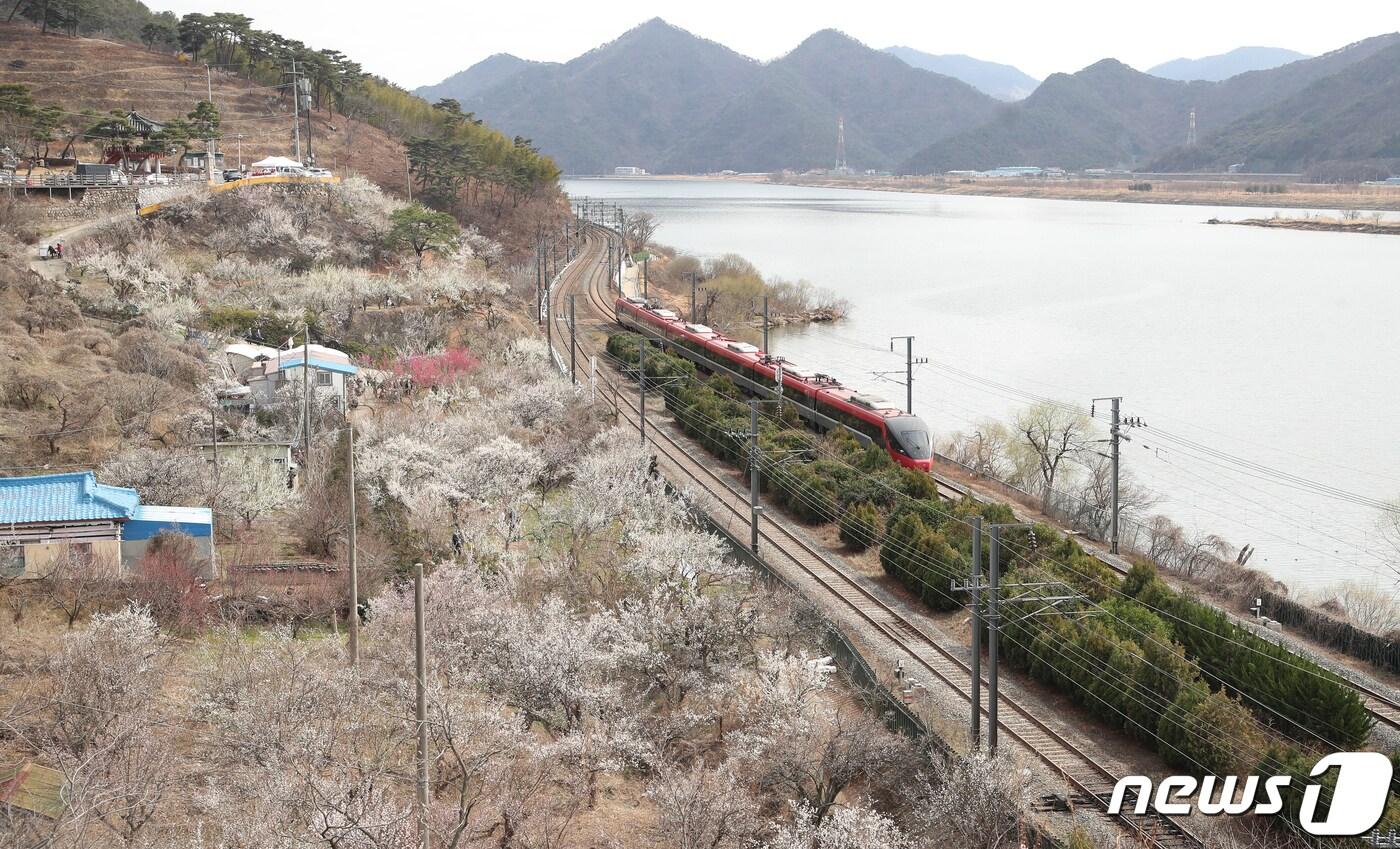 본문 이미지 - 경남 양산시 원동면 순매원에 매화가 활짝 펴 나들이객들의 시선을 사로잡고 있다. 2021.3.3/뉴스1 ⓒ News1 DB