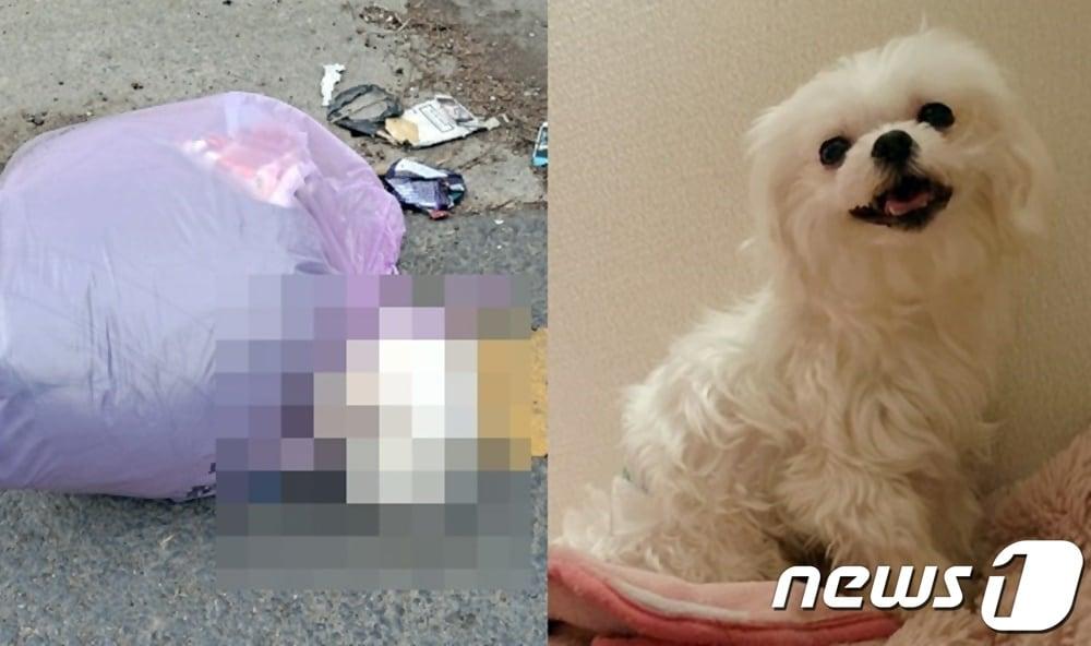 본문 이미지 - 인천시 부평구 재개발지역 인근에서 쓰레기봉투에 버려진 채 발견된 몰티즈. 사진 짱구네동물병원 제공. 왼쪽은 부평구 제공 ⓒ 뉴스1