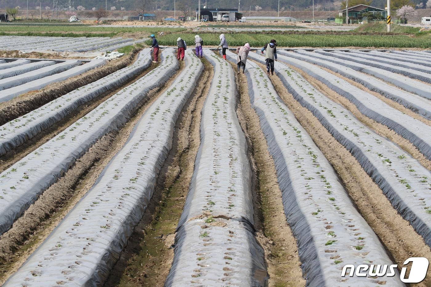 농촌현장 외국인 노동자들. ⓒ News1