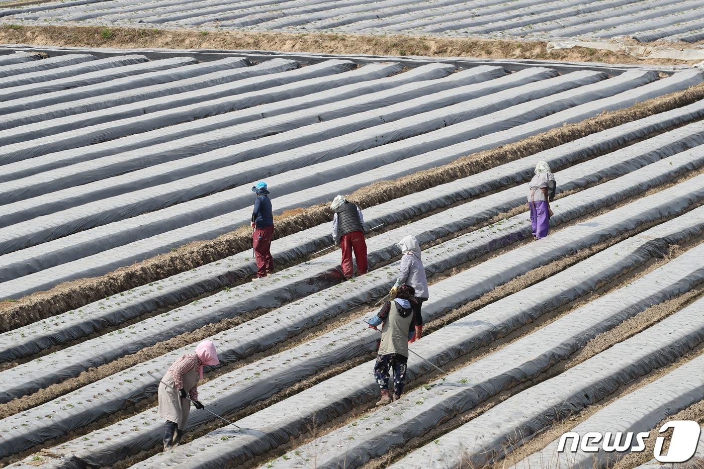 경북 고령군 개진면 한 감자밭에 지난 2월 하순 심은 감자 싹이 올라오자 주민과 일꾼들이 보온용 비닐에 구멍을 뚫는 작업을 하고 있다. 2021.3.31/뉴스1 ⓒ News1 공정식 기자 &lt;자료사진&gt;