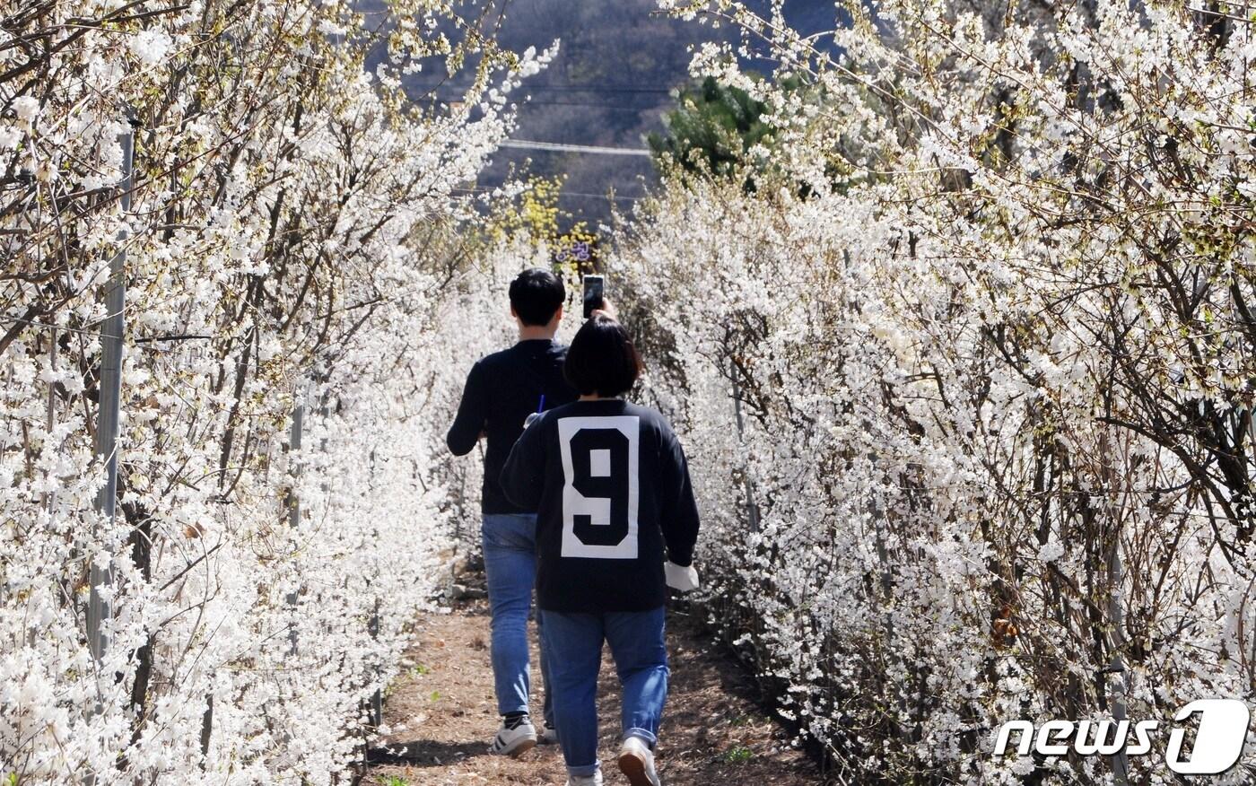 지난해 열린 미선나무 꽃 전시신회.ⓒ 뉴스1