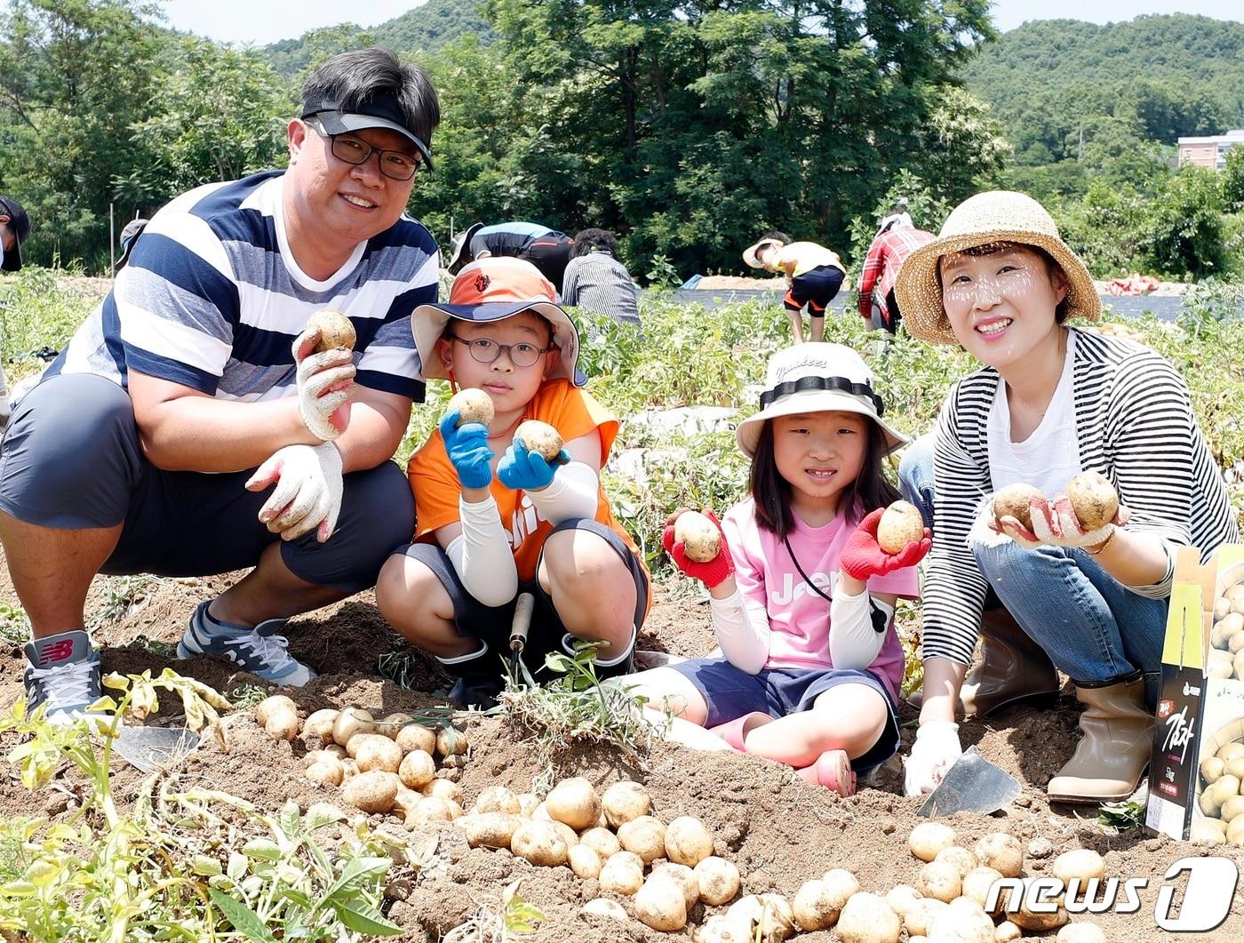 본문 이미지 - 2019년 열린 괴산 감물 감자축제 감자캐기 체험.(괴산군 제공)ⓒ 뉴스1