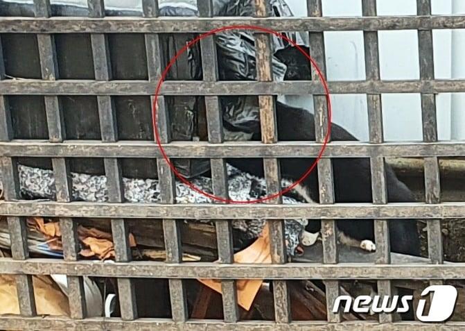 본문 이미지 - 3월 29일 서울 마포구 경의선숲길에 쌓여있는 쓰레기더미 안에 고양이 한 마리가 들락날락하고 있다. ⓒ 뉴스1 최서윤 기자