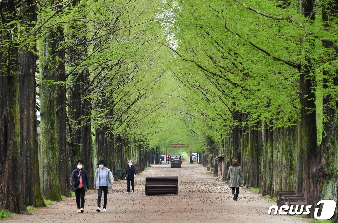 담양 메타세쿼이아 가로수길.&#40;담양군 제공. 재판매 및 DB금지&#41;/뉴스1