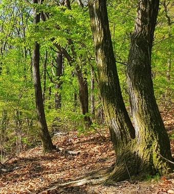 본문 이미지 - 숲속의 나무들. 조성관 작가 제공