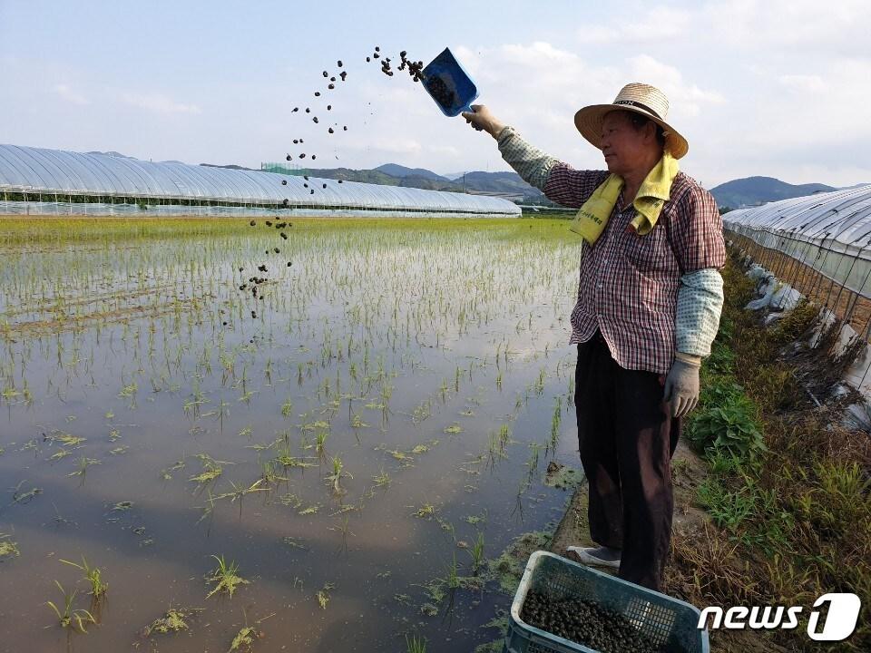 본문 이미지 - 김해지역 한 농업인이 왕우렁이농법을 이용해 벼를 재배하고 있다. (김해시 제공) ⓒ 뉴스1