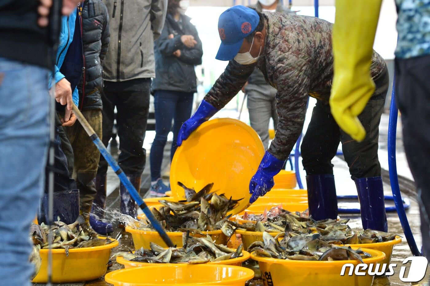  경북도 29일 수산자원연구원이 자체 생산한 말쥐치 어린고기 25만 마리를 동해안 5개 시·군 연안에 방류한다고 밝혔다. 사진은 포항수협활어위판장에서 어민이 말쥐치를 경매장으로 옮기는 모습. 뉴스1 DB