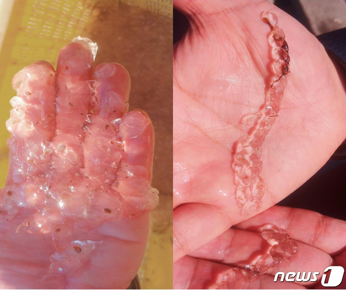본문 이미지 - 한국수력원자력(주)한울원자력본부 원전 1.2호기 취수구로 유입됐던 살파. (한울원전제공)2021.4.20 /ⓒ 뉴스1