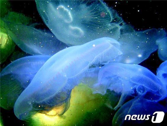본문 이미지 - 보름달물해파리(해양수산부 제공)ⓒ 뉴스1