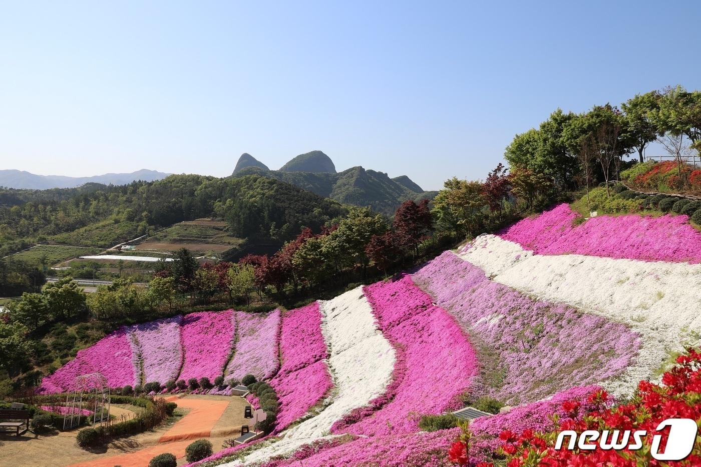 본문 이미지 - 전북 진안군 진안읍 원연장 꽃잔디 동산.(진안군제공)2021.4.22/뉴스1