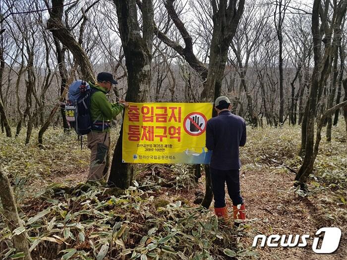본문 이미지 - 제주 한라산국립공원관리소 직원들이 출입금지 통제구역 현수막을 걸고 있다.(한라산국립공원 관리소 제공)2021.4.25/뉴스1`ⓒ News1