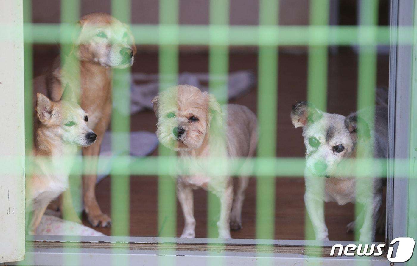 본문 이미지 -  경기 남양주시 진건읍 남양주유기견보호소에서 유기견들이 봉사원의 도움을 기다리고 있다.(사진은 기사 내용과 무관함)  2021.4.25 ⓒ 뉴스1 송원영 기자