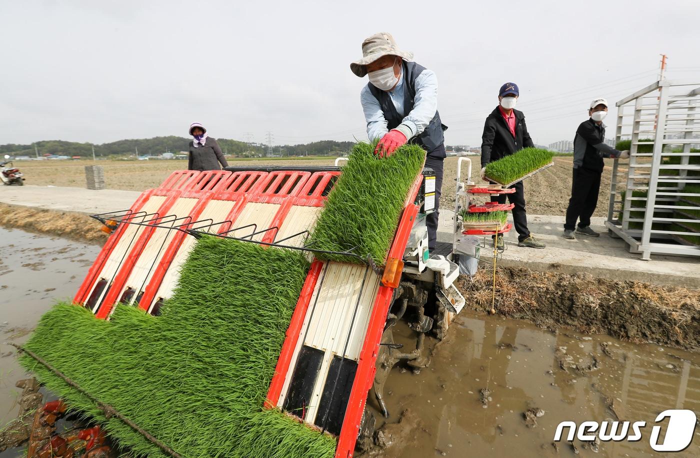 본문 이미지 - 28일 전북 군산시 옥구면에서 농민이 신동진벼 모내기를 하며 본격적인 영농철의 시작을 알리고 있다. (농촌진흥청 제공)<자료사진> 2021.4.28/뉴스1